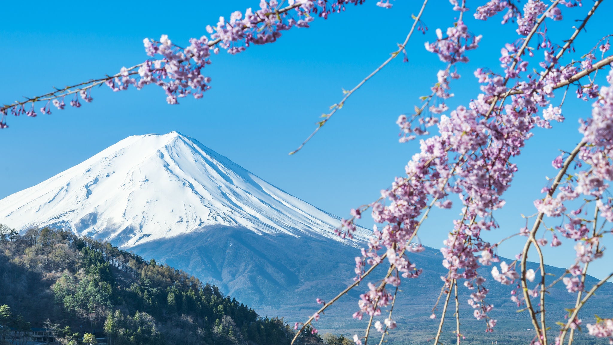 Mt Fuji and Cherry Blossom at lake Kawaguchiko