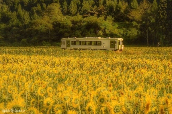 Iwate_SunflowerandKamaishiLine