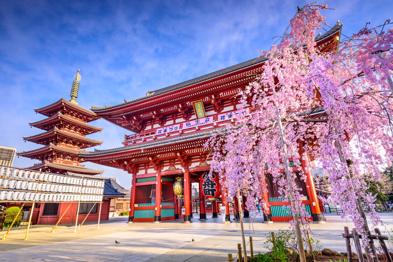 TOKYO, JAPAN - MARCH 29, 2014: Spring cherry blossoms at Sensoji Temple's Hozomon Gate in the Asakusa District. Senso-ji was founded in 628 AD and is one of the most well known temples in the country.