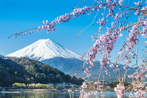 Mt Fuji and Cherry Blossom at lake Kawaguchiko